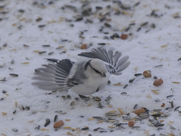 Valkopäätiainen, Azure Tit, Cyanistes cyanus
